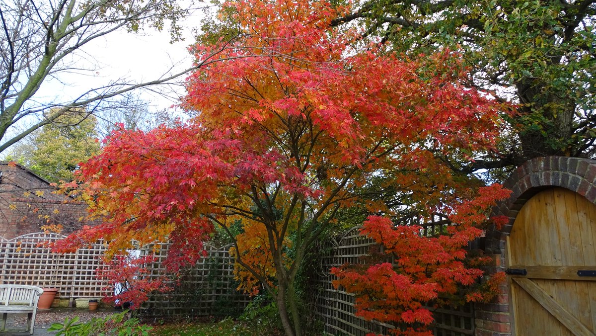 Blazing autumn colour on Acer palmatum 'Oridono nishiki' (centre) with A. 'Shishigashira' near the gate and A. 'Red Wine' in the background.