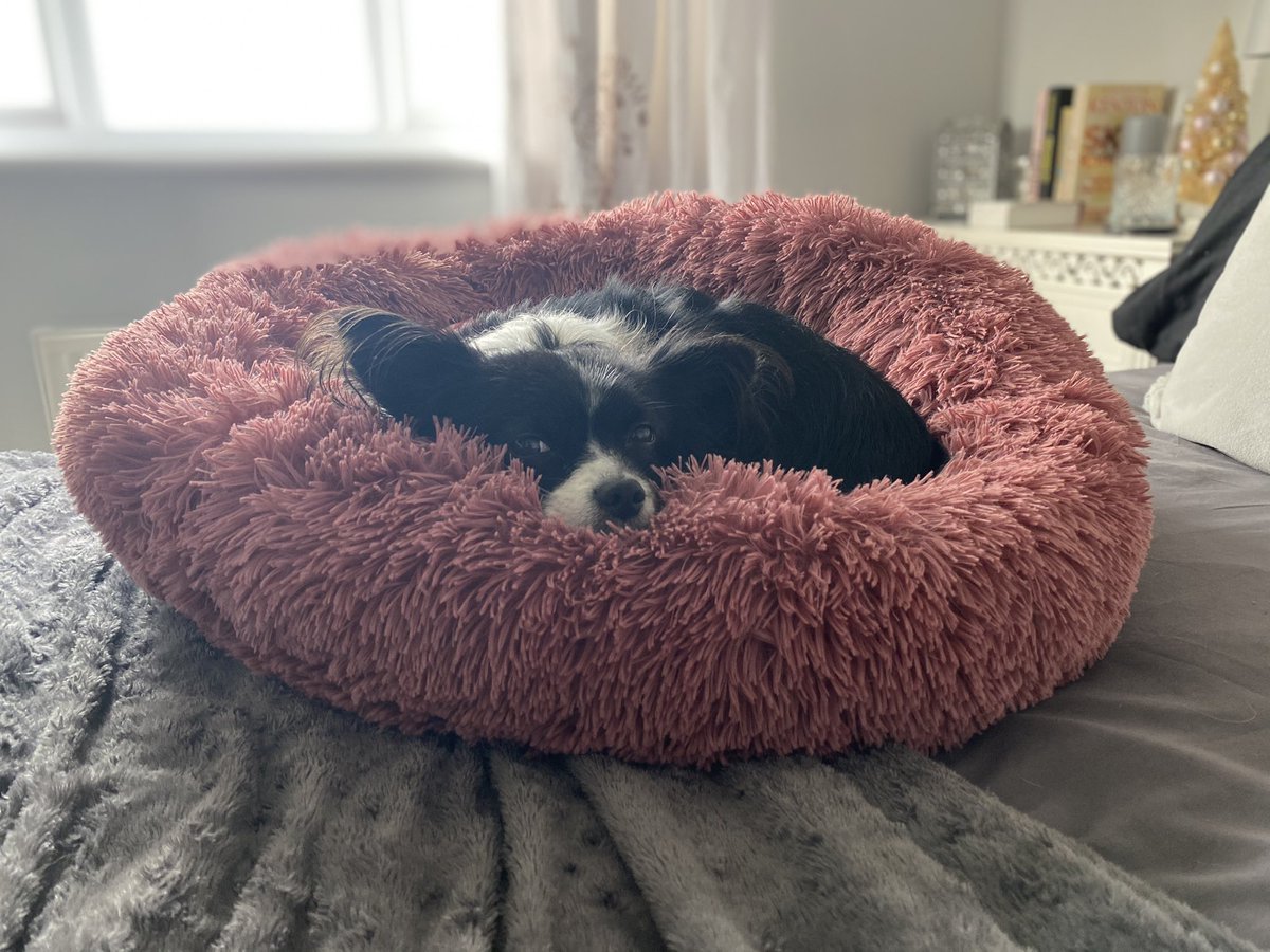Chilling in her bed on my bed 🐶