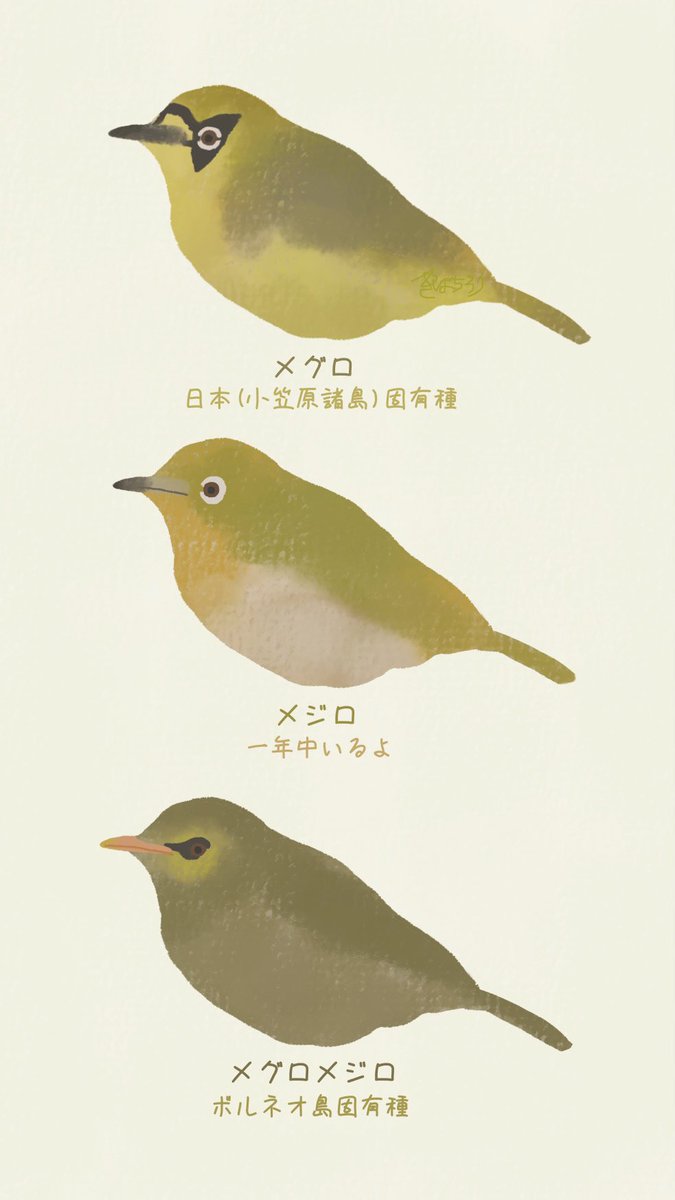Haischlib 野鳥イラスト Ar Twitter
