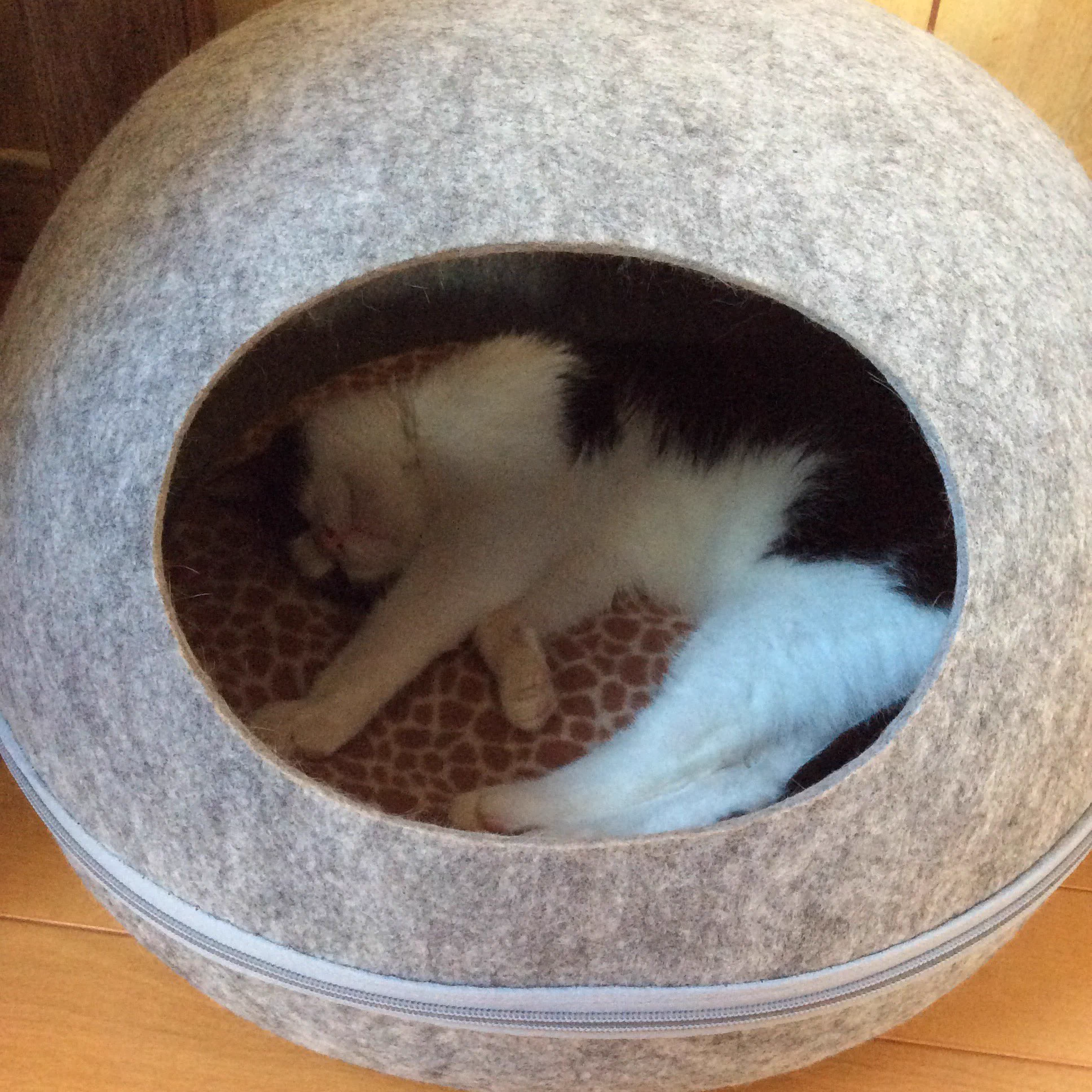 @CodeCats2 うちでも使ってます。
黒猫さんはイジワルするときしか入ってくれない。 