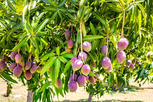 Interkoripening's tweet photo. Ripening facts time!

Did you know that there are no chemical or physiological differences between fruit that has ripened naturally or fruit where ethylene has been used in ripening rooms to activate the process. #ripen #fruits https://t.co/Kga1hwMc7s