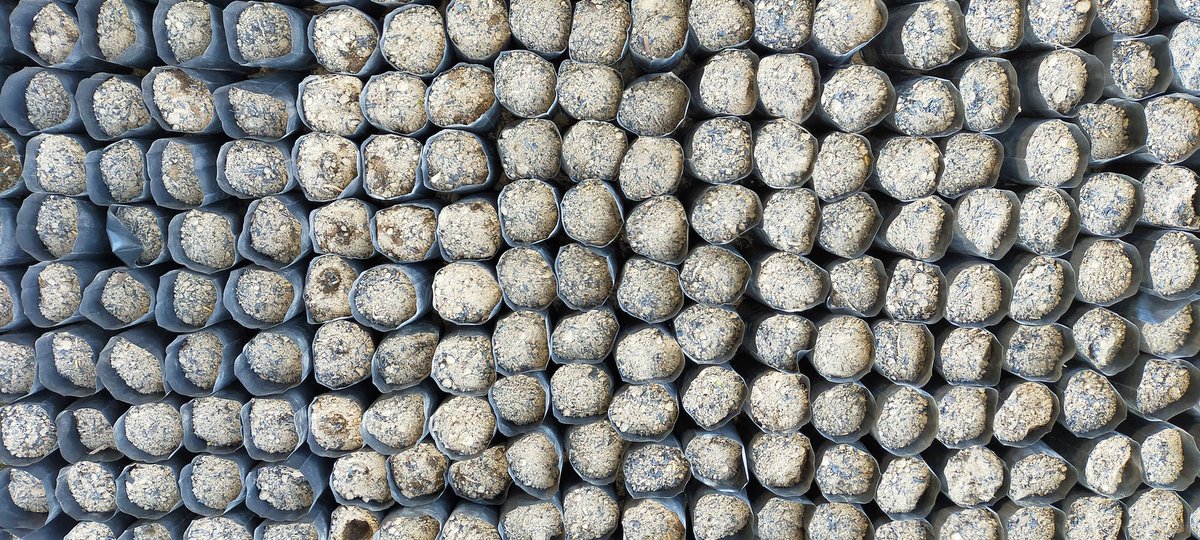 15.000 polibek disiapkan. Mari bercocoktanam.