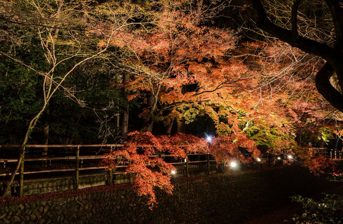 OsakaHacks's tweet photo. The Kitano Tenmangu Shrine is another spot to view stunning color changes in the fall 🍂

https://t.co/3lJLru3Lk4 https://t.co/F2CyDHyT5J
