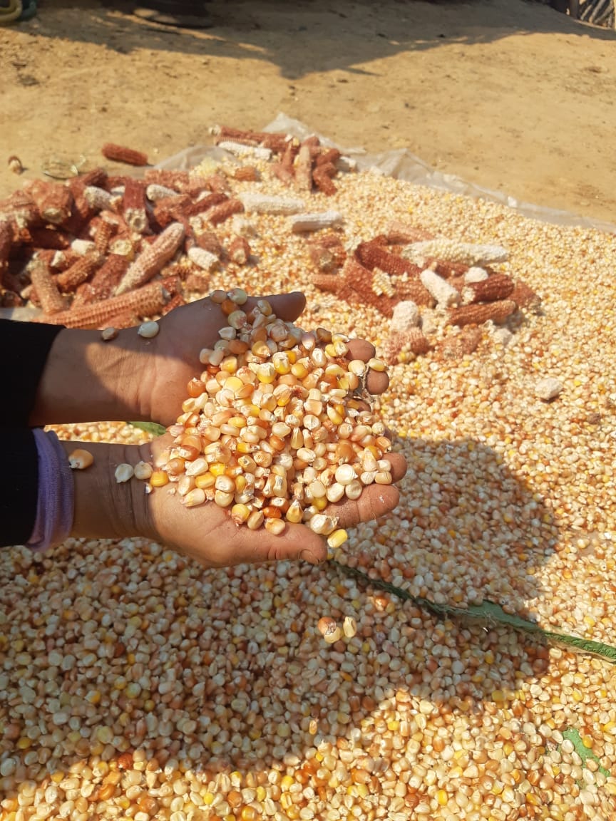 grampreneurs's tweet photo. #Seedersonthefield

Sumiho sent us these photographs of a farmer who is part of a SHG called 'Women of Change'. While the exercise is to educate, enable and empower women grampreneurs, we are excited that the concept of #SeedingGrampreneurs is received with enthusiasm. https://t.co/U4sIdYiu9C