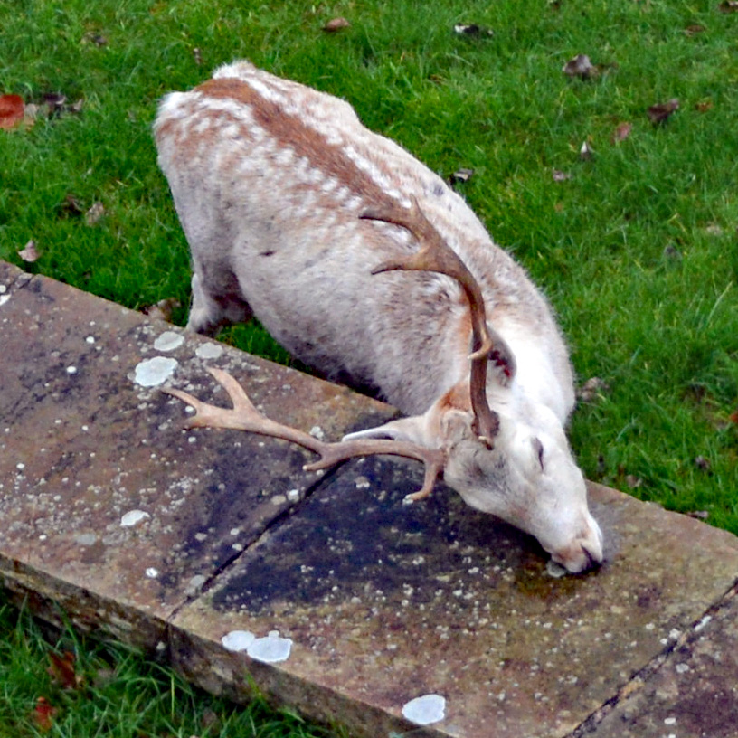 magdalenoxford's tweet photo. Today is one of the best days of the year for our deer as they move out of the Water Meadow and #getintothegrove
There'll be lots of excited toing and froing, plenty of pronking, and then they'll all relax and enjoy the familiar sights of smells of their winter home #deerdiary https://t.co/gxQr95sEw9
