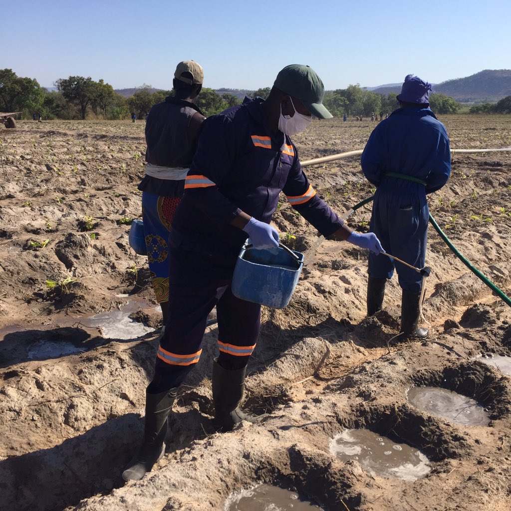 GwesheGerald's tweet photo. Have noticed how much emphasis is put on final yield yet the production aspect hardly gets much documentation and recognition. Planting at Bonny Farm Mashonaland Central #velumprime400SC #confidor https://t.co/BzXviyAo4X