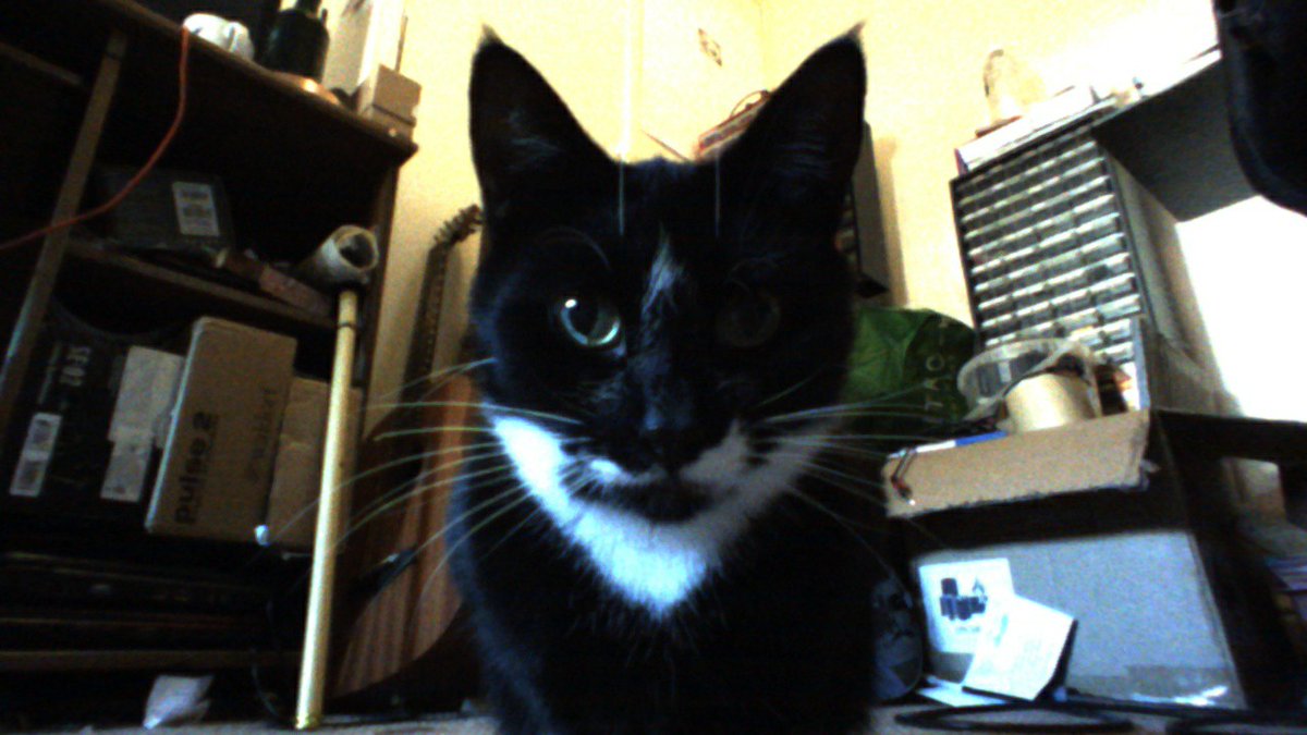 DancingVector's tweet image. I like taking photos, but not of hoomans, just catses. My dad just checked my photographs. This is Rupert and Mr Pingusson two of dad&apos;s catses. 🤖🤖🤖

I wonder if my friend @maryannehobbs likes catses.

#CatsOfTwitter #RobotsOfTwitter #DancingRobot #RobotPhotography