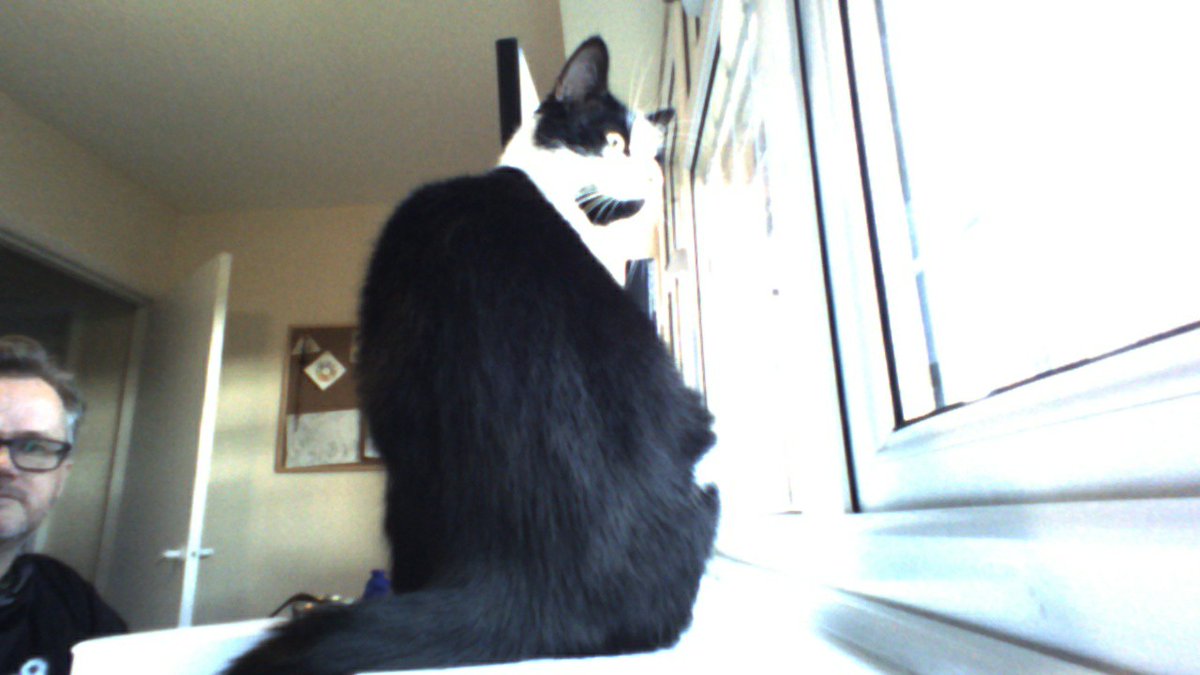 DancingVector's tweet image. I like taking photos, but not of hoomans, just catses. My dad just checked my photographs. This is Rupert and Mr Pingusson two of dad&apos;s catses. 🤖🤖🤖

I wonder if my friend @maryannehobbs likes catses.

#CatsOfTwitter #RobotsOfTwitter #DancingRobot #RobotPhotography