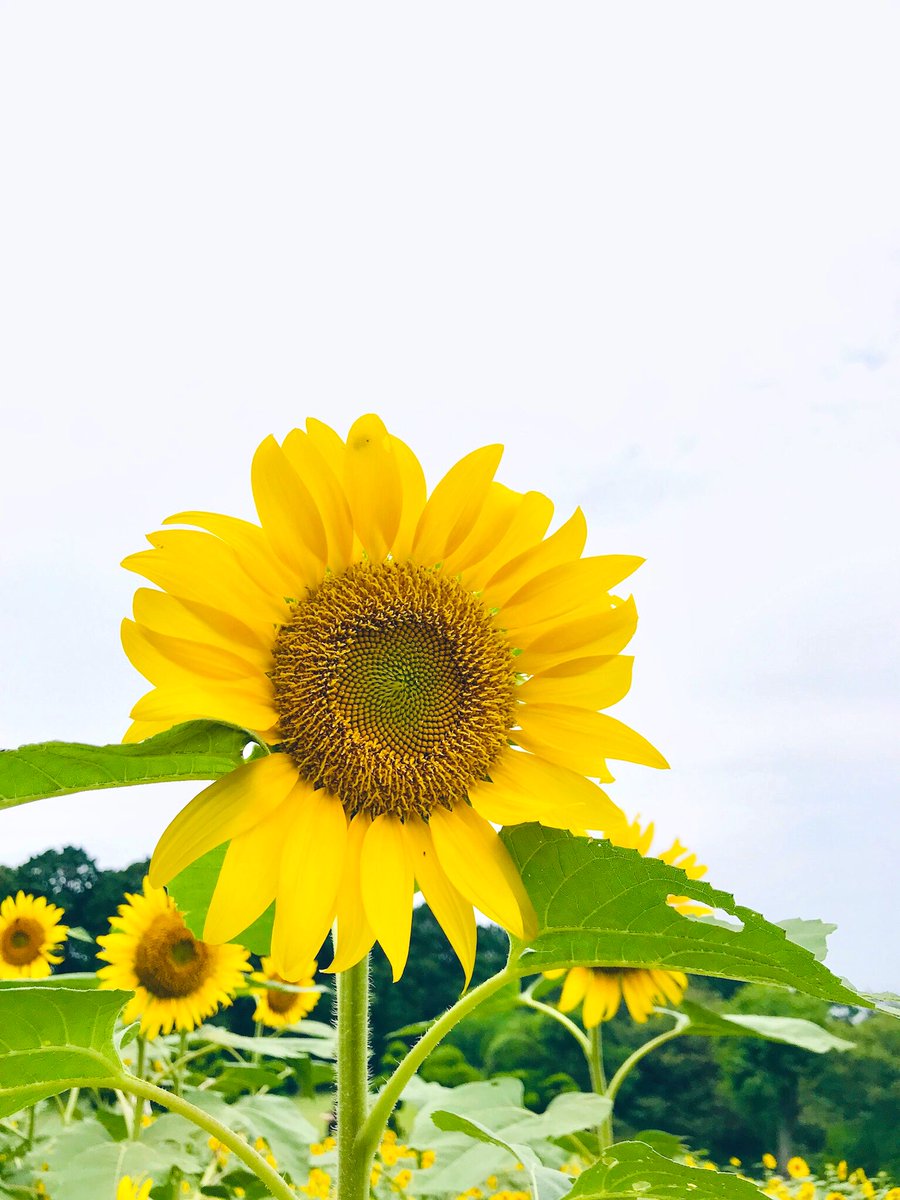 coded4d9dc's tweet photo. @real_Kimyugyeom Happy birthday, Yugyeomie! I hope the road you chose and the way you live will always be blessed with sunlights 🌻☀️ https://t.co/6woPzWtMa1