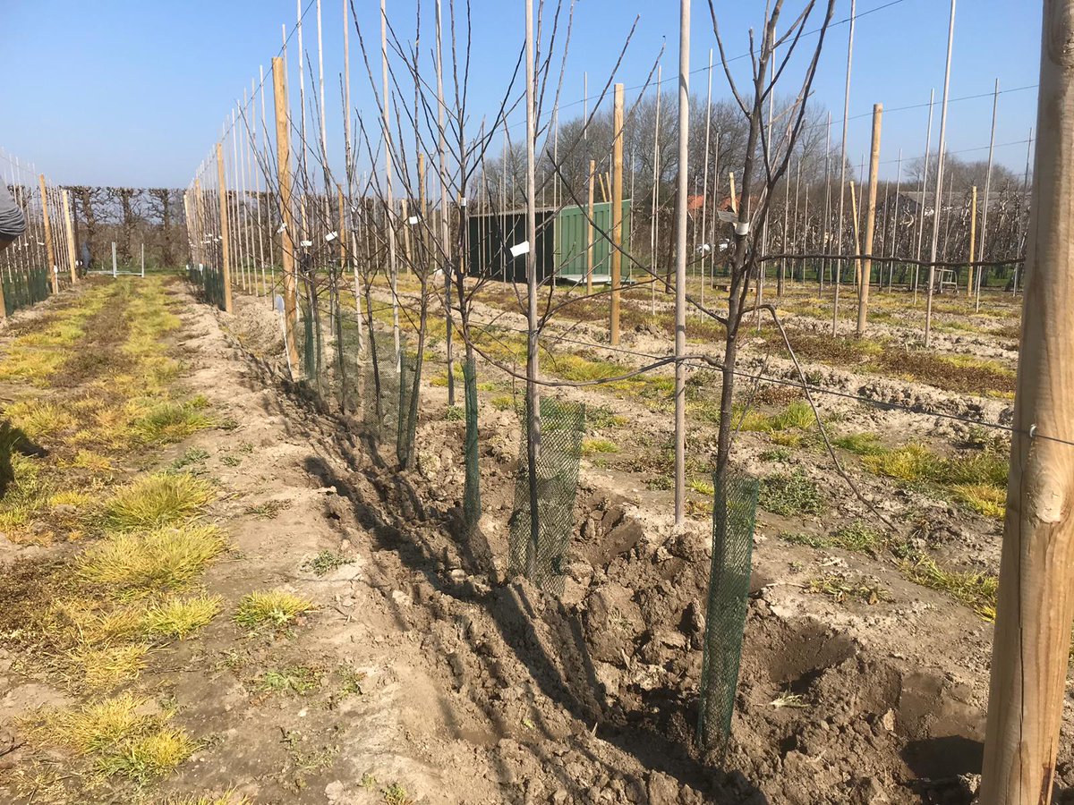 Een plantgatbehandeling levert een belangrijke bijdrage aan een goede start van een nieuwe aanplant. Tips en welke producten het meest geschikt zijn, leest u op onze website: bit.ly/3nrIvHS
#fruitteelt