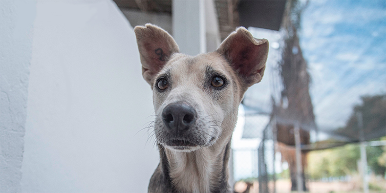 Elolfato's tweet photo. #Mascotas | Tips para quienes quieren tener una mascota

Más detalles: https://t.co/m4HIIT2Rk9 https://t.co/CEM9CUIm6Q