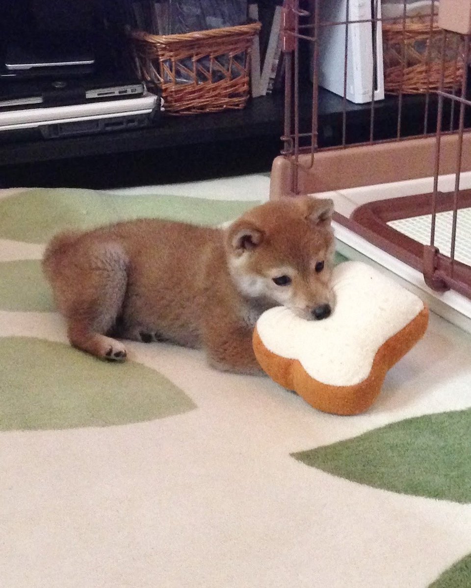 柴犬だいふく Daifuku Channel Twitter