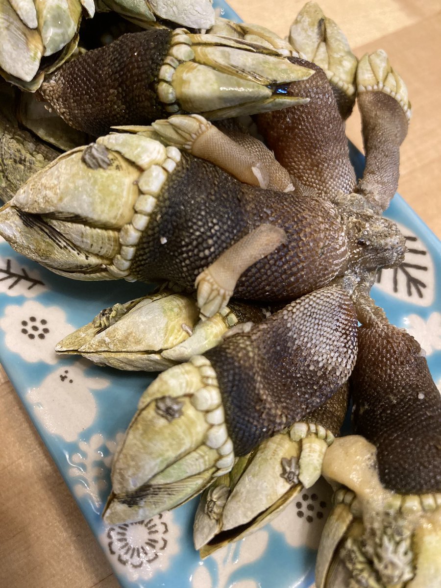 なおこ على تويتر こ これが噂の亀の手s ニョキニョキ手足みたいに見ますね 甲殻類だって知らないとビックリしちゃいそうです