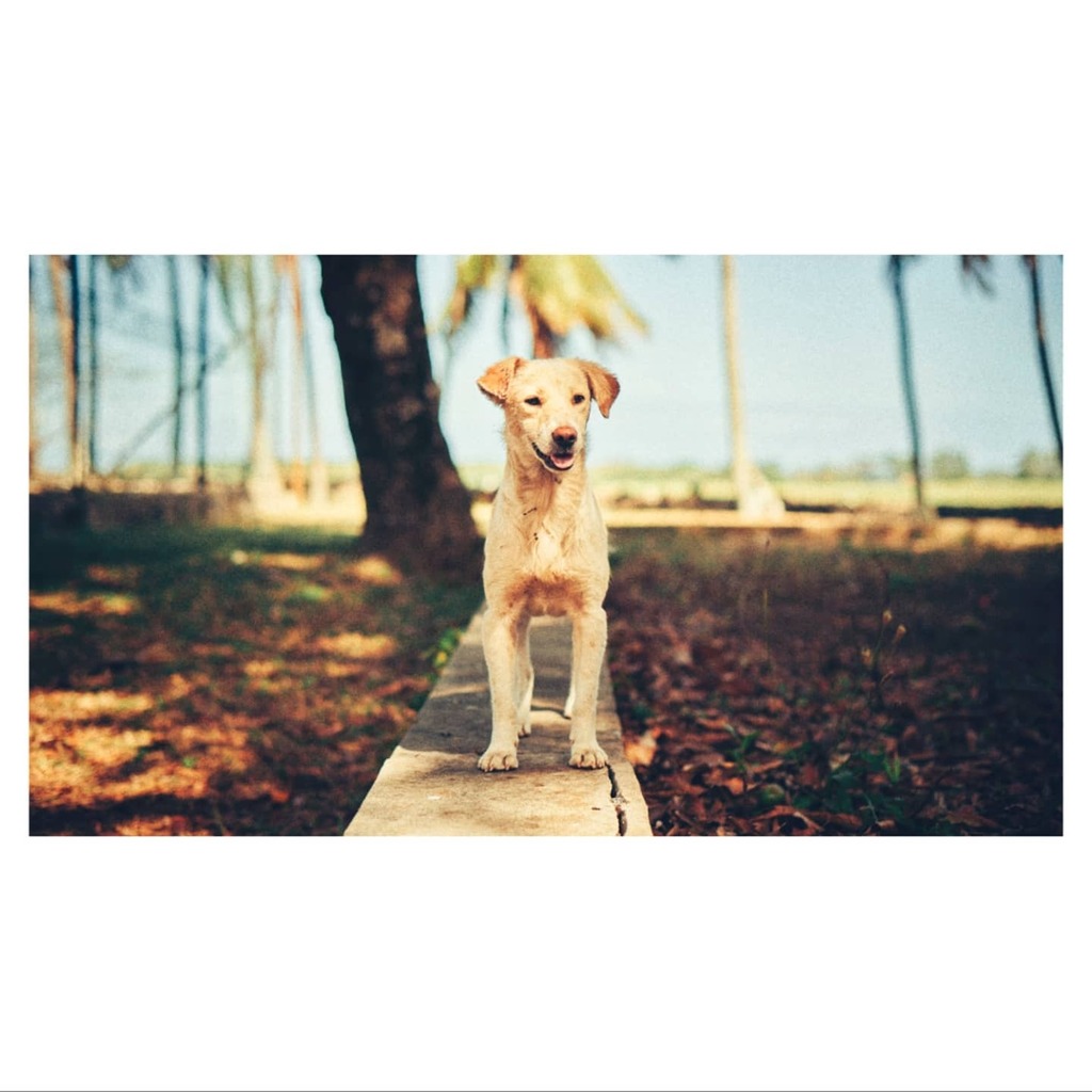 leopoldwilliams's tweet photo. Isle of Dogs
Mauritius you absolute beauty. Your hounds are the finest and most plentiful (even the one that savaged my ankle - not pictured) 
•
•
•

 #mauritius #ilemaurice #mauritiusisland #travel #fromstreetswithlove #challengerstreets #streetsgra… https://t.co/cZE5Em8BOY https://t.co/sBq14FfkbT