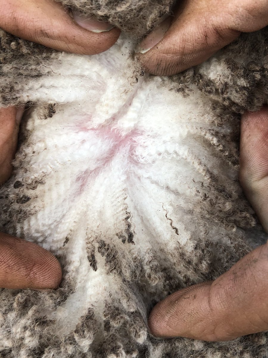 NE008 Lightning ⚡️