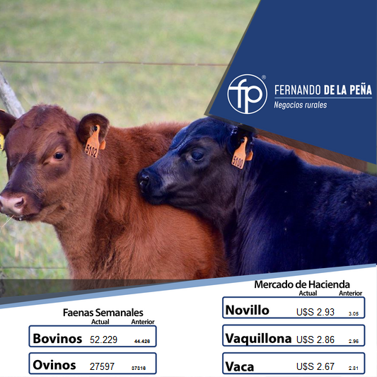 FPNegRurales's tweet photo. Buenos días a todos, continuamos informando los valores del #MercadoDeHacienda y #MercadoDeReposición en 🇺🇾 https://t.co/YsH2lEMtDN
