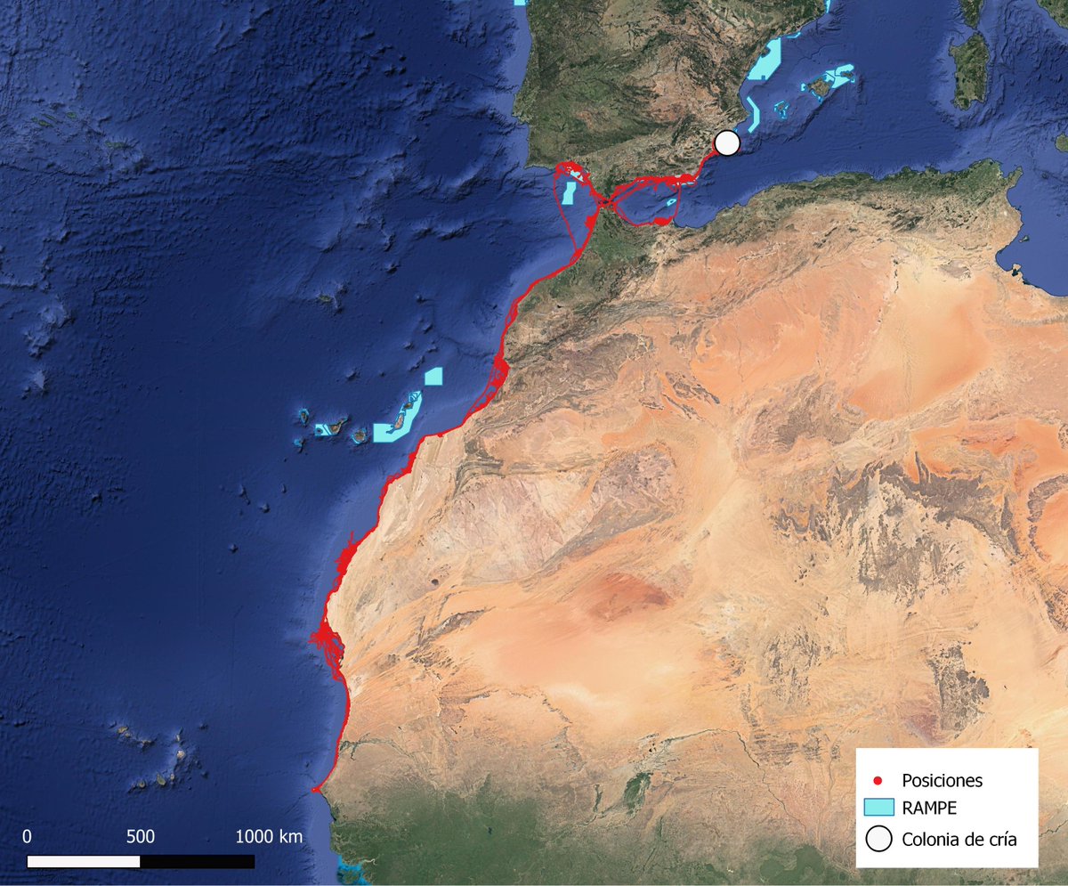 SeabirdEcology's tweet image. ¿Sabes cuántas posiciones han registrado los dispositivos GPS/GSM 📡 colocados en gaviotas de #Audouin?

1,200,000‼ Y siguen recogiendo datos🤯

Este proyecto (#GAUDIN) cuenta con el apoyo de la @FBiodiversidad del @mitecogob
@IRBio @asociacionanse
#ProyectosFB #Biodiversidad