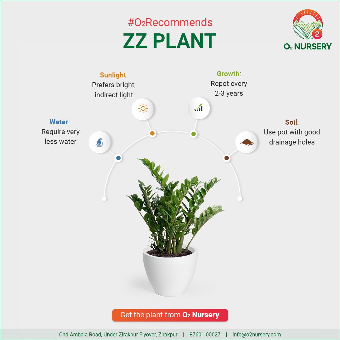 O2Nursery's tweet photo. The ZZ plant is an easy houseplant to grow and these care tips will keep it looking beautiful and healthy all year. 

📍Chd-Ambala Road, Under Zirakpur Flyover
📞  87601-00027

#O2Nursery #IndoorPlants #Gardening #Botanical #PlantsCare #naturelovers #terracegarden #Rareplants https://t.co/HjWkCGXbQf