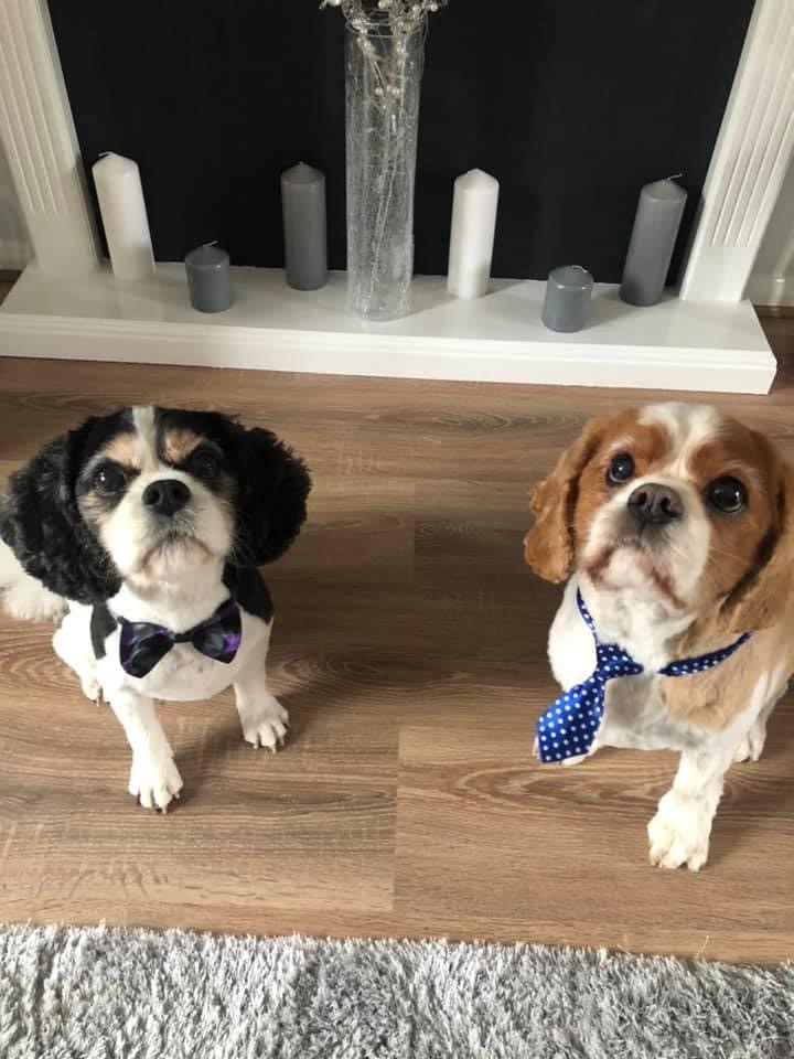 SandraKMcDo's tweet photo. The @McLarensGlobal pups are ready in their Sunday best for #BIA2020 @Insurance_Post tonight they'll be watching with Victoria Jewell as finalist for Claims Initiative of the Year – Outsourced Partner🥂🐶🤞 https://t.co/HQvIUyX1iR
