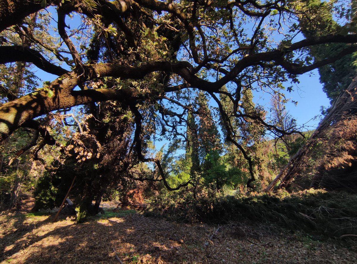ArthWild's tweet photo. The view in the woods from in front of my tent. What a magical place! The trees have fallen down after an extremely strong hurricane that devastated many parts of the island #Cephalonia

#grounding #barefoot #holistic #adventureseeker #moldavoidance #health #holistichealth #mcas https://t.co/nMklWIWSUf