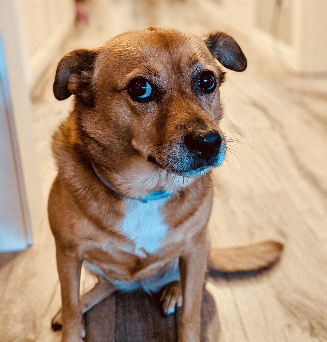 In times of massive working from home, who benefits most? Our dogs: all-time presence, walking on demand :)