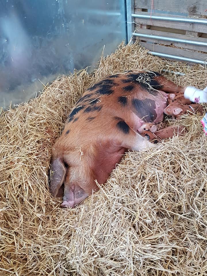 OxfordPig's tweet photo. The #OSBPG are farrowing in the month of November. This puddle of gorgeous #OSBpiglets is from the Clarissa bloodline one of our 13 bloodlines and listed as only 28 in the UK, we hope to see numbers increase in our New Year Survey. https://t.co/8mByvRoBe5