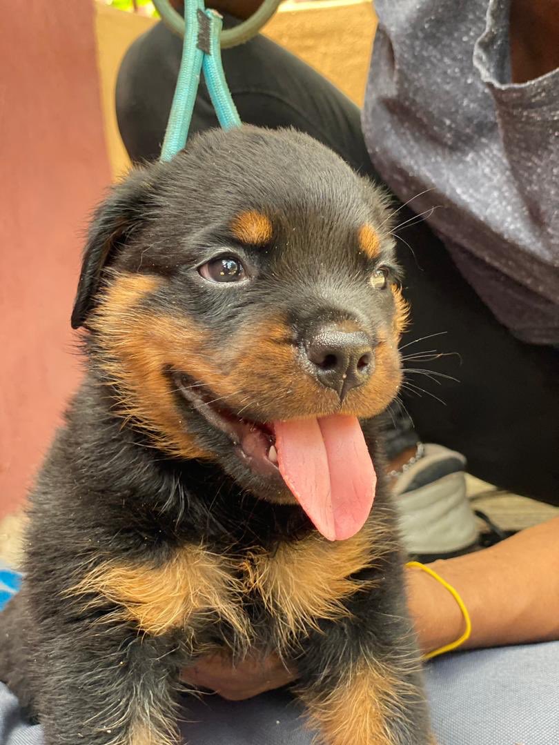 Mavifred's tweet photo. Rotweiller ,American Eskimo,Gsd pups all available to new homes 
If you need any breed,slide my dm or contact:09071318215 on Whatsapp to order..
#FreeEromosele #FreeEromzy #empress #tuesdayvibe #JumiaToTheRescue #direction #SendADM #mayalmightyallah #pretoria #stakehouse https://t.co/3dxWwRnRLr