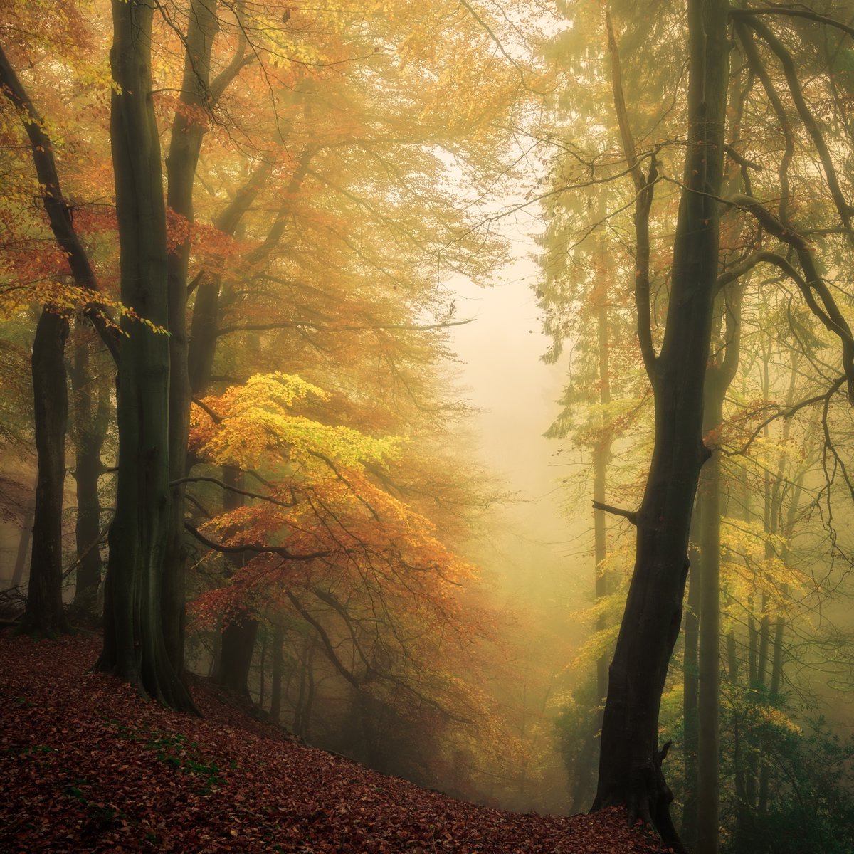 Beech in the mist, North Yorkshire #NorthYorkshire #ThePhotoHour #StormHour #Woodland #Trees #tree  #Autumnwatch  #autumnvibes #Autumn #Nidderdale #MistyWood #Beech #StrikesWood #PateleyBridge #misty #YorkshireDales #WoodlandTrust #Woodland #Forest #forestfocus #PateleyBridge