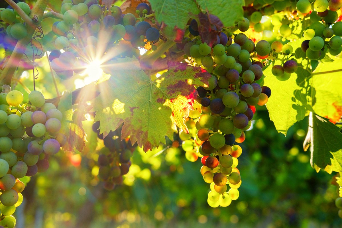 prodeCAT's tweet photo. 🇪🇺 El projecte europeu "#CHAFEA European Quality Wines: Taste the difference" cofinançarà accions de promoció del vi i cava de qualitat durant els tres anys vinents als mercats estatunidenc i xinès.

📌Participeu a la presentació el 25/11 a les 12 h👇:
https://t.co/mrygTjntVc https://t.co/cNzQxKanqY