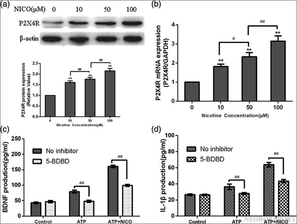 NeuroReport tweet media