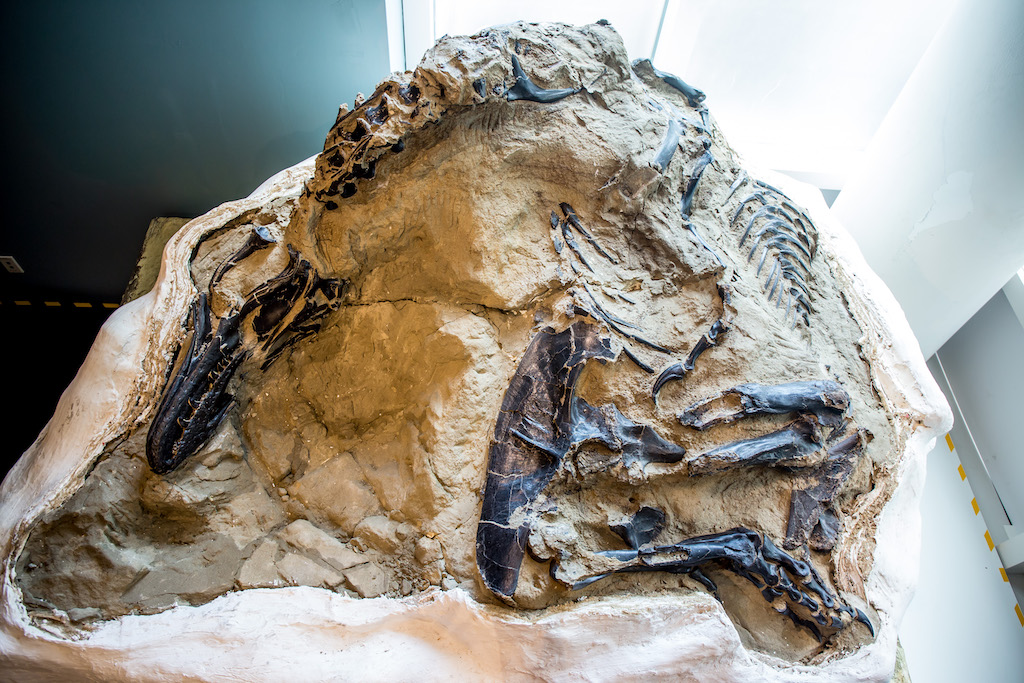 NaturalSciences's tweet photo. Why's this important? The specimen includes the best-preserved skeletons of Triceratops and T. rex to date. 

We'll have the only 100% complete skeleton of T. rex ever found. Both dinosaurs were preserved together in a potential predator-prey encounter. https://t.co/HbZmAngpWW