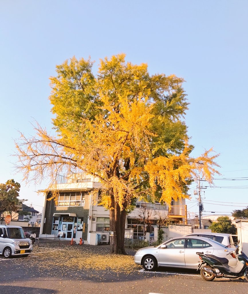 小さな命の写真展in日野 本日 日野市の中央公民館に面談に伺いました お隣は日野児童館 美しい銀杏木 さて この写真のどこかに 小さな命の写真展in日野 のチラシが隠されています お気づきになりますでしょうか 日野市 公民館 秋 銀杏並木