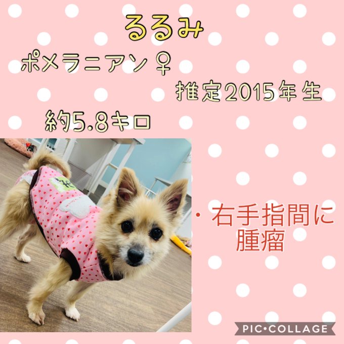 保護犬カフェ立川のtwitterイラスト検索結果