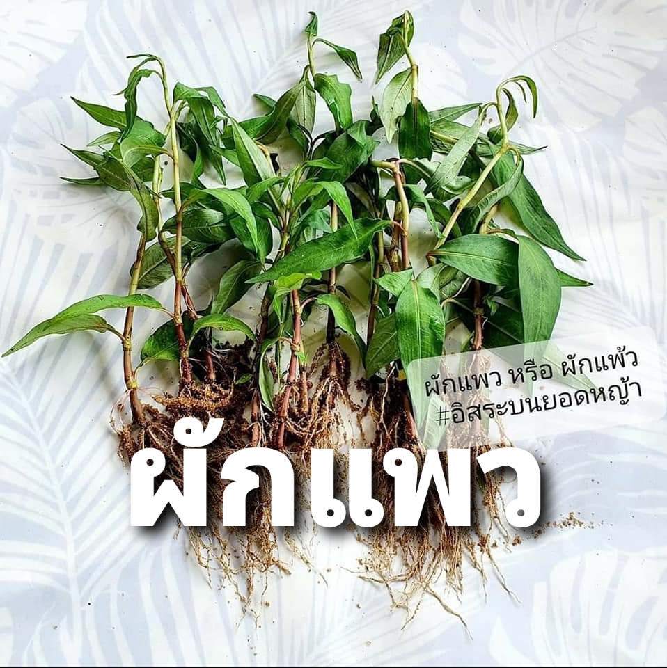 PaulyGFF's tweet photo. 🌱ผักแพว🌱 ผักสุขภาพ
ชุดละ 10กิ่ง =  50฿  / พร้อมวิธีปลูก
🔹️ ขายเป็นกิ่งพันธุ์ ติดราก ( ไม่ใส่ถุงดำ )
📦EMS 50฿ ( ���่าส่งชุดถัดไป + 20฿ )
✅ฝากกดติดตาม✅👍เพจ, กลุ่มด้วยนะคะ
https://t.co/iDnUn7FRMe
https://t.co/axlocGi5pe
https://t.co/5SVUQEb06N
#thailand https://t.co/6srErRK4dT