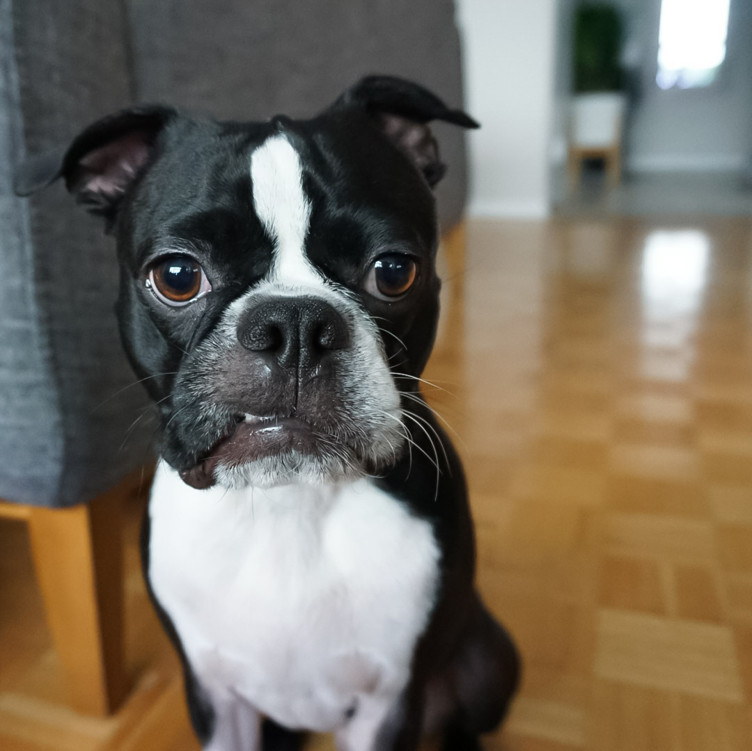 GarytheGremlin's tweet photo. "Hey frens! Itz #teefouttuesday!!! U gotta sho ur #teefies 2day!" - Gary the 😁 Gremlin

#teefs #teefies #OfficiallyTeef #Teefoutfeatures 

#garythegremlin #gremlindog #gremlinface #bostonterrier #bostonterrierlife #lifeisbetterwithadog #bostonsterriersofinstagr https://t.co/dkwhBQxMwR