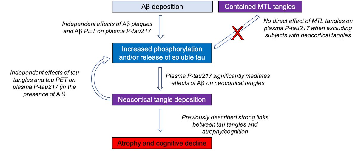 Niklas Mattsson-Carlgren (@niklasmattsson4) on Twitter photo Plasma P-tau depends on both beta-amyloid and tau pathology in Alzheimer's disease. Early in the disease, plasma P-tau may be increased in response to beta-amyloid pathology. In later disease stages, plasma P-tau is associated with tau aggregation in the neocortex. Plasma P-tau depends on both beta-amyloid and tau pathology in Alzheimer's disease. Early in the disease, plasma P-tau may be increased in response to beta-amyloid pathology. In later disease stages, plasma P-tau is associated with tau aggregation in the neocortex.