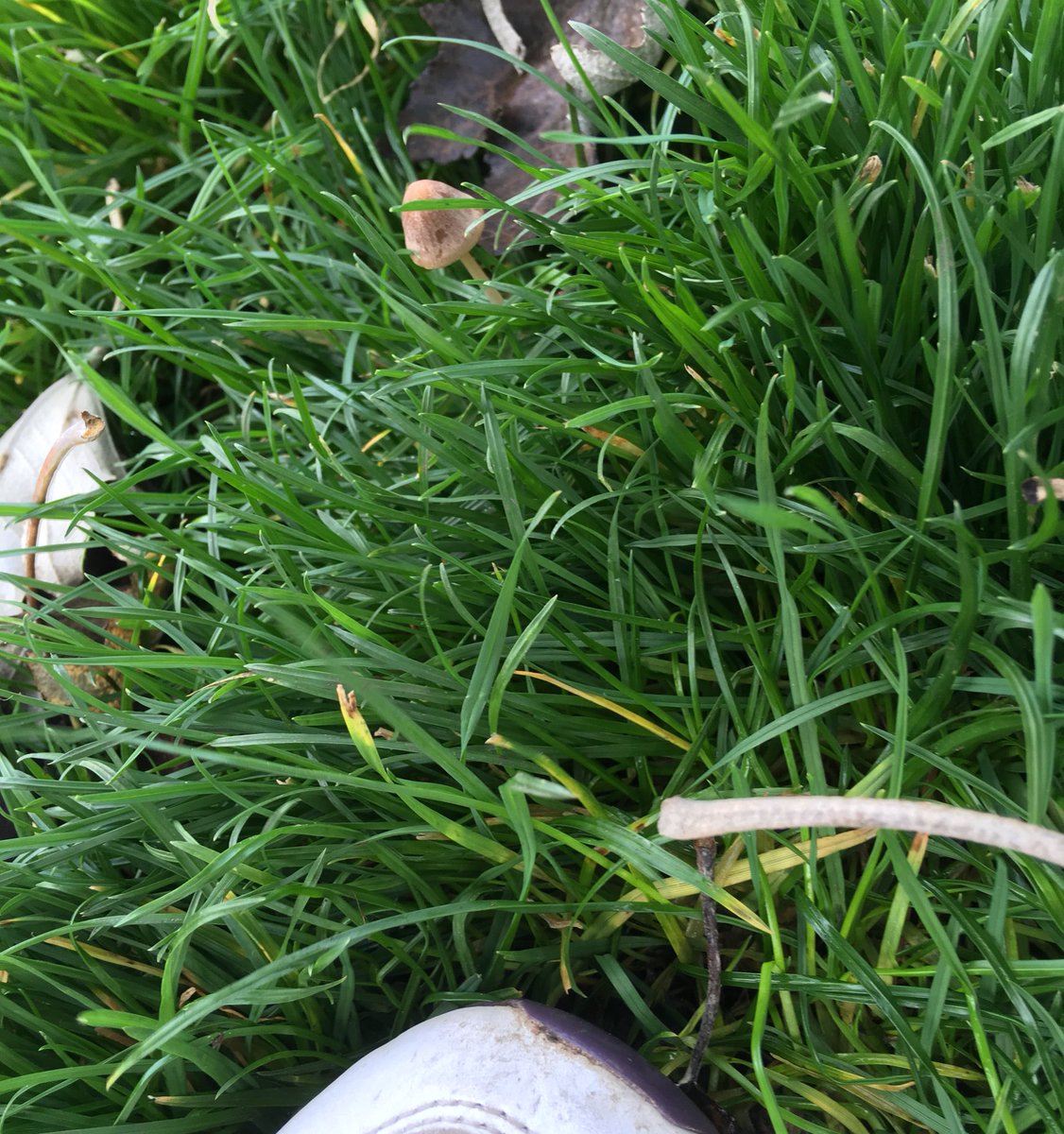 Madi_MacMahon's tweet photo. Accidental foraging in Burgess Park.  Edible or no?  @TanyaLorettaDee will I possibly die? #southlondon #mushroompicker #urbanforaging https://t.co/bsRLJYZzak