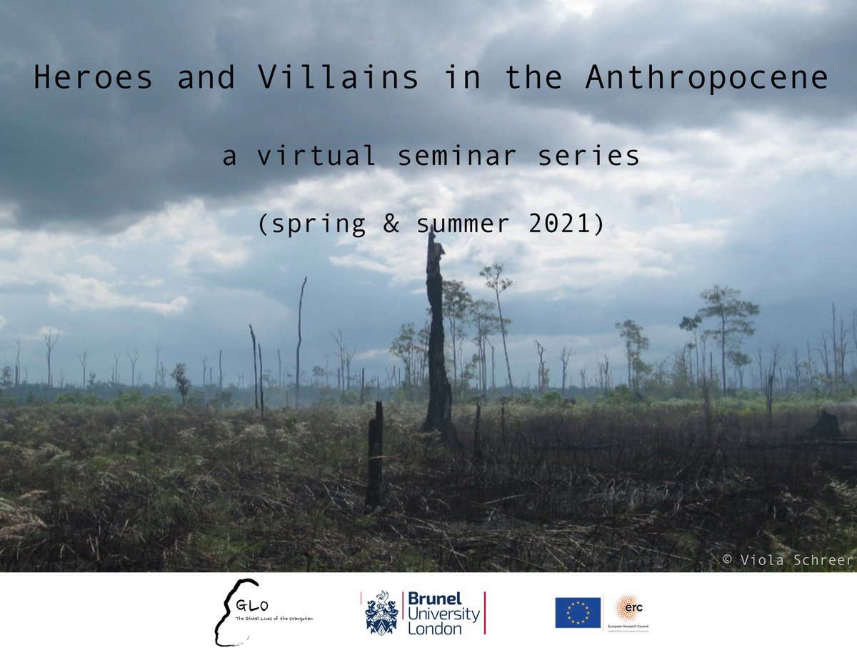 Call for presentations for a new virtual seminar series on Heroes and Villains in the Anthropocene, organised with @ViolaSchreer as part of @GLO_ERC at @BrunelAnth . Deadline Jan 4th globallivesoftheorangutan.org/event/heroes-a…