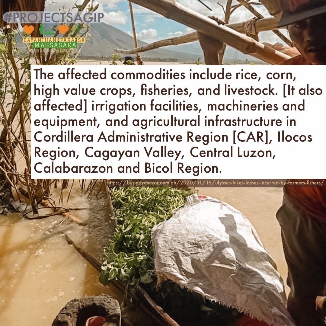 forourfarmers's tweet photo. OUR FARMERS NEED HELP 📣
We know this not only because numbers don’t lie but also because we have seen it firsthand while working at the grassroots level. The recent typhoons damaged 2.107B worth of agri’l crops from all over the country. AND OUR FARMERS ARE CRYING FOR HELP ‼️ https://t.co/7hKqxakVoh