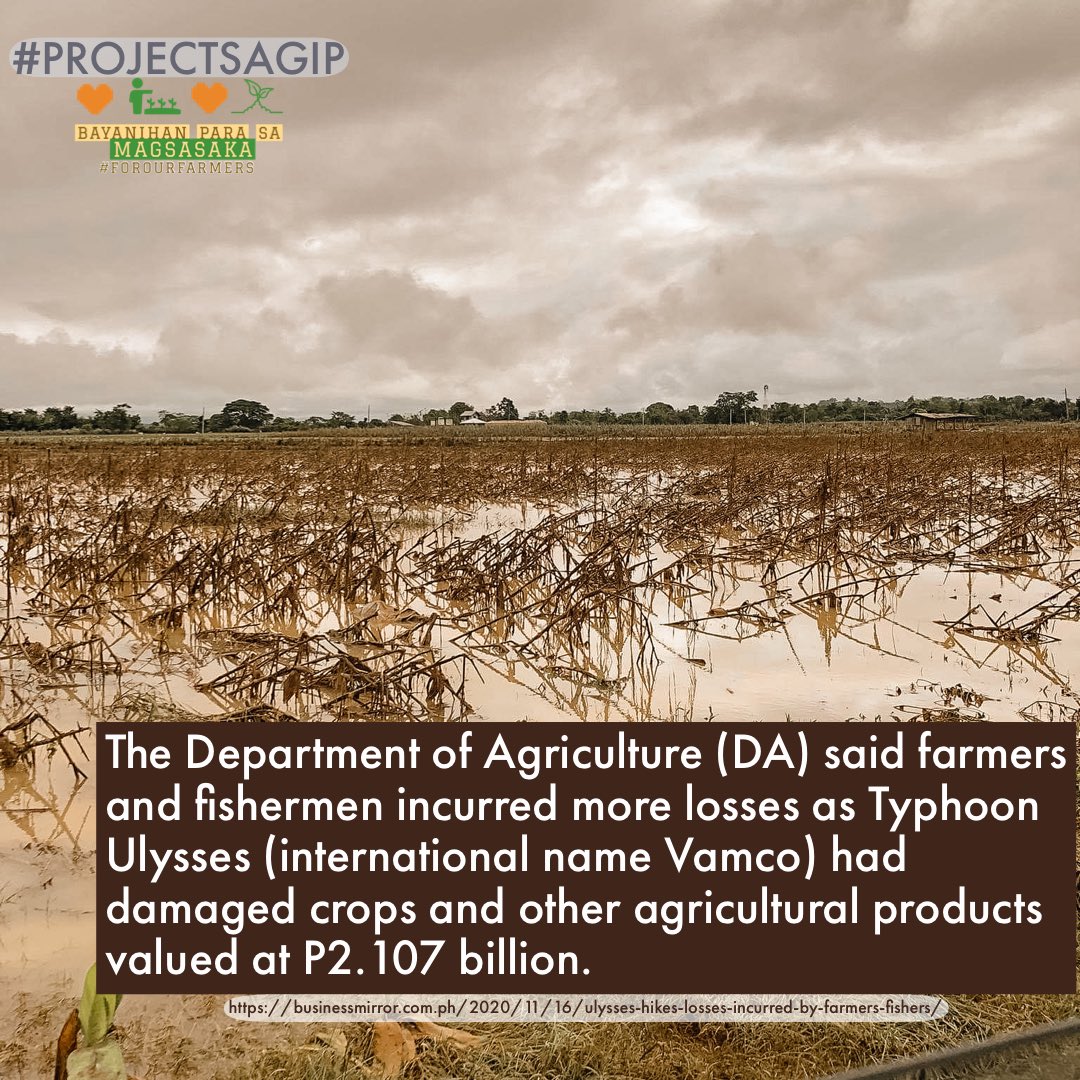 forourfarmers's tweet photo. OUR FARMERS NEED HELP 📣
We know this not only because numbers don’t lie but also because we have seen it firsthand while working at the grassroots level. The recent typhoons damaged 2.107B worth of agri’l crops from all over the country. AND OUR FARMERS ARE CRYING FOR HELP ‼️ https://t.co/7hKqxakVoh