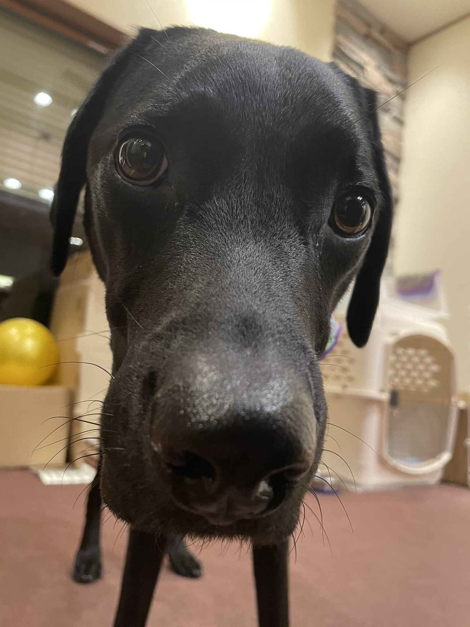 Hargon はーごん きょうも ごんたが かわいい ばい 飼い主 こんた ラブラドール ラブラドールレトリバー かわいい T Co Vv1tcikqjl Twitter