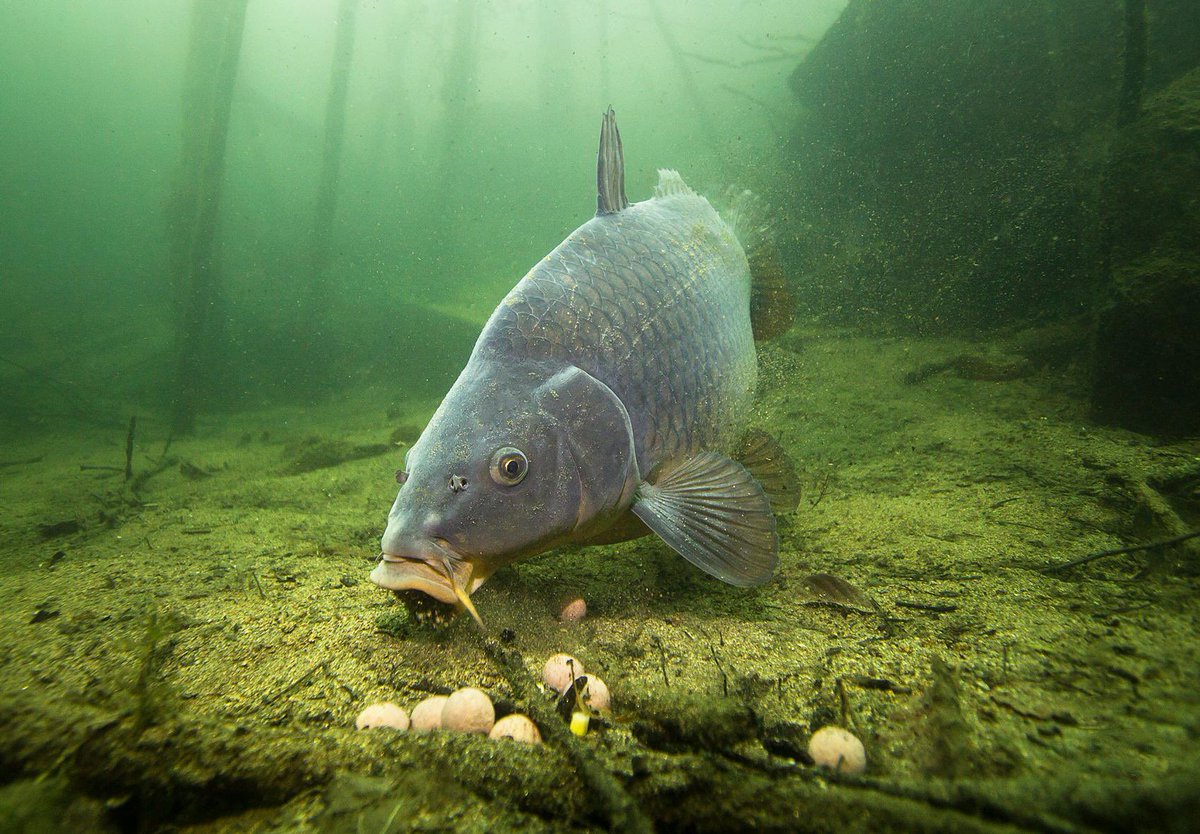 🎣😍