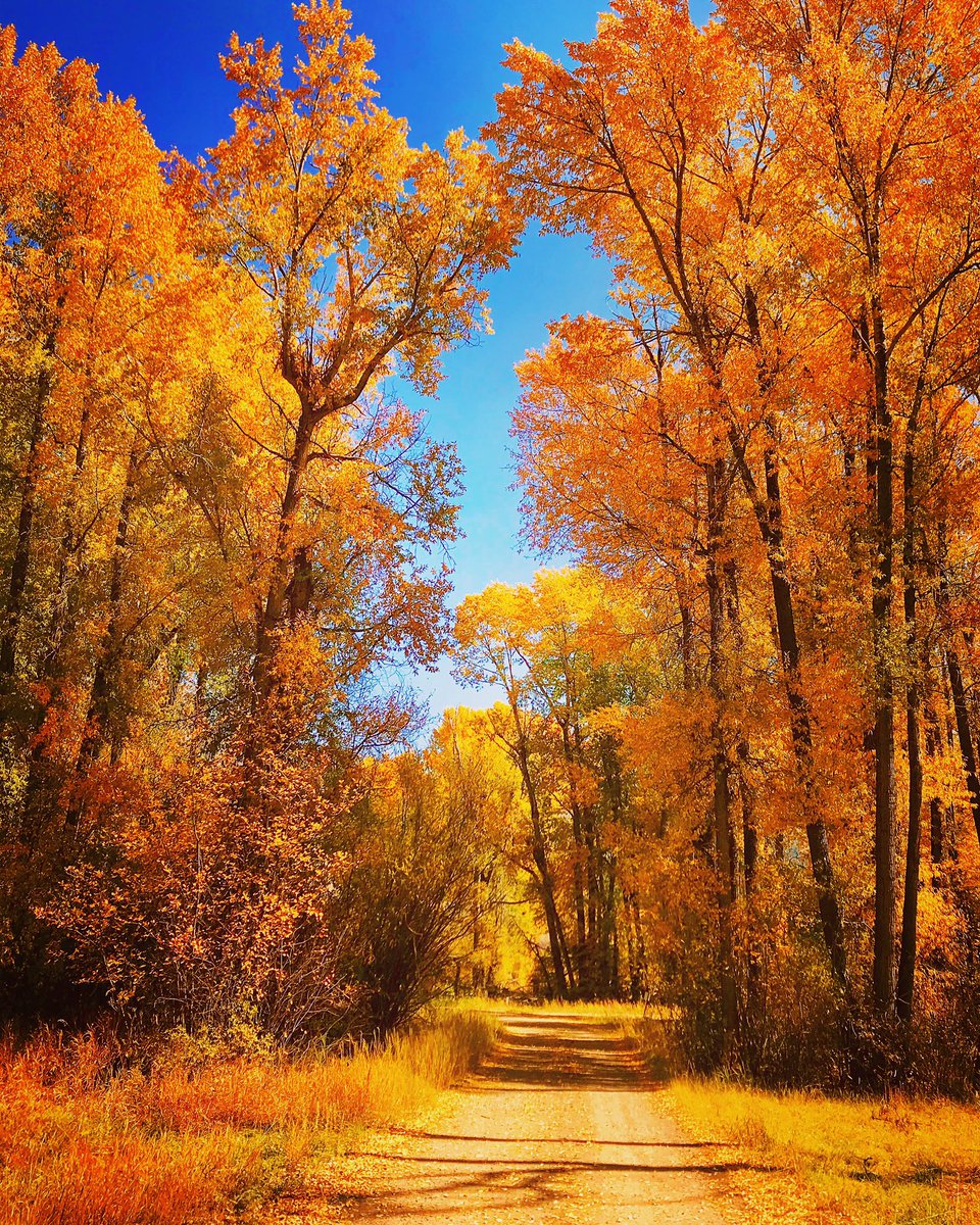 MrBuuface's tweet photo. Fall ππ #colorado #rockymountains #coloradophotography #explorecolorado #marblecolorado #visitcolorado #coloradofall #scenicwalk #fallvibes #hiking #beautifulcolorado #fall #fallcolors #aspentrees #nature #naturelovers #scenic #scenicview #scenery #outdoors #photography https://t.co/Z2ox21RA1E