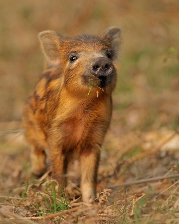 DerbysWildlife's tweet photo. STOP SCROLLING!  Take a moment to stop, relax and look at this adorable wild boar 😍. 

(C) Andy Rouse/2020VISION https://t.co/YXfB9rSd9e