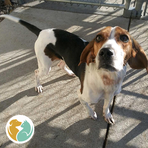 Toledo Animal Rescue tweet media
