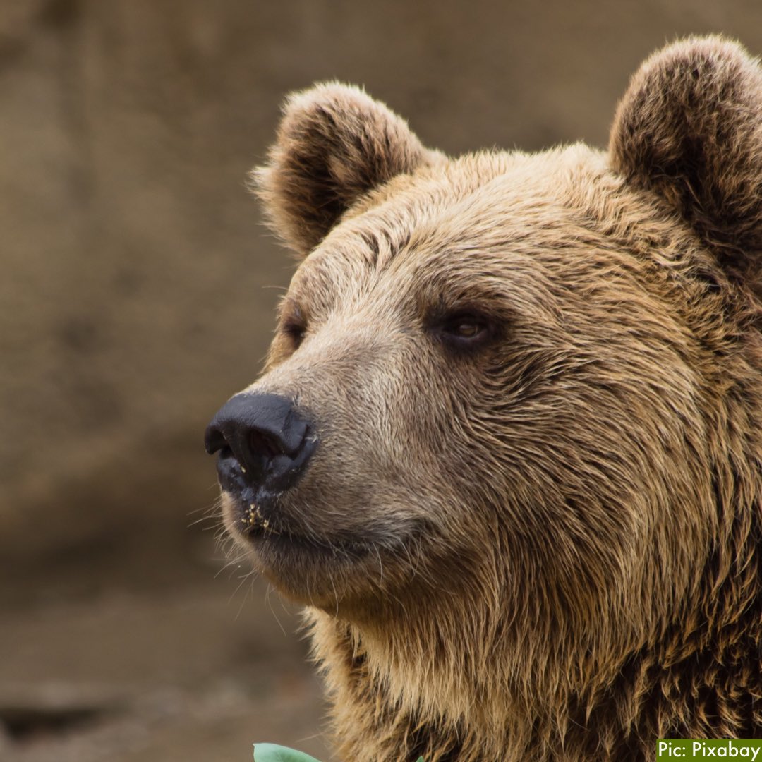 KatEllenFidler's tweet photo. Who dis? Just ask BearID, a new grizzly bear facial recognition app developed by the University of Victoria that could be adapted for myriad conservation efforts #bearID #grizzly #bear #conservation https://t.co/t6KiAzuUnC https://t.co/ZcjHf35YQD