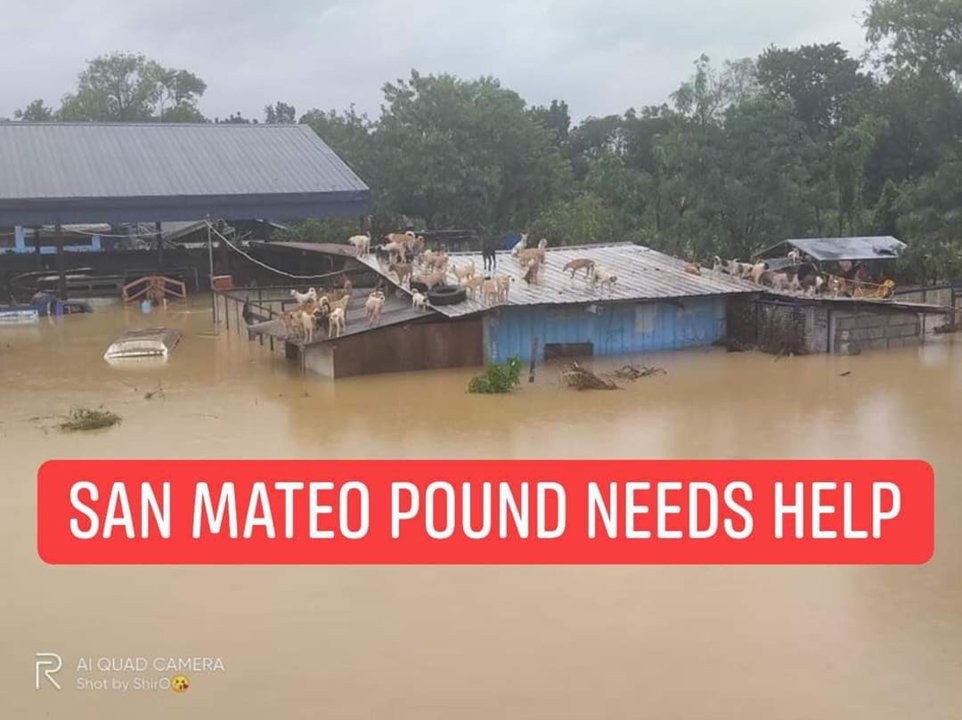 shinexukun's tweet photo. In light of everything that our country has been going through, we thought about what our fur buddies could be going through as well.

We have started a donation drive + art for a cause to help San Mateo Dog Pound recover from Typhoon Ulysses. 

More details ⬇️
📌#BangonPilipinas https://t.co/m31OX3OZa3