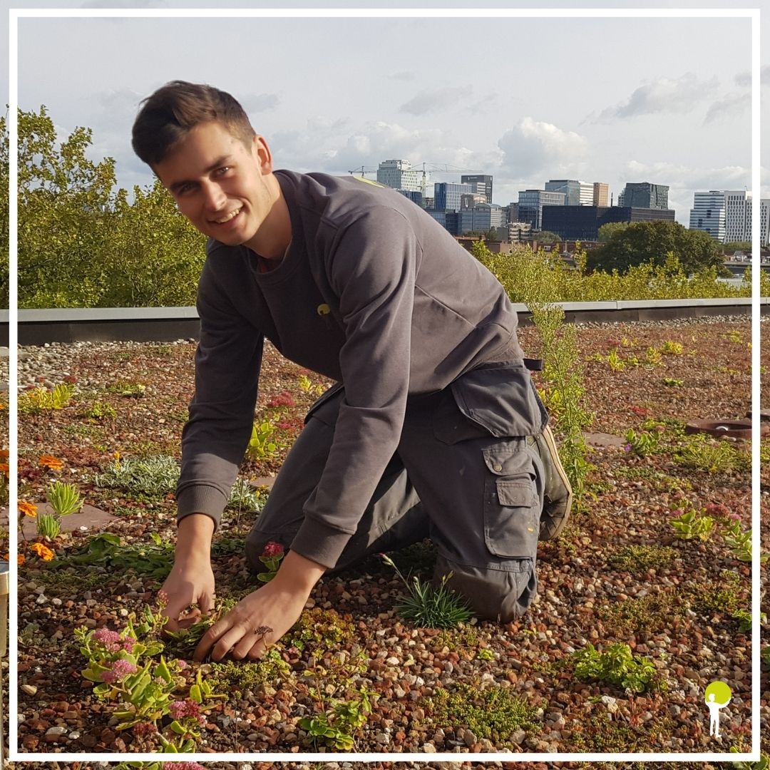 Ferry en Sem zijn hard aan de slag om de daken goed te onderhouden!

Groene daken hebben weinig onderhoud nodig. Met twee keer per jaar een onderhoudsbeurt aan uw groendak bent u dan ook klaar.  

Kijk op onze website en/of neem contact met ons op voor meer informatie!