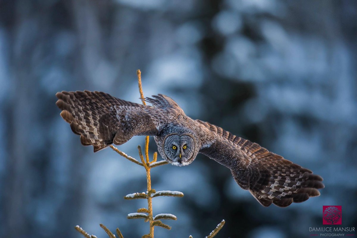 DamilicePhoto's tweet photo. The spectacular Great Grey Owl in flight in Canada. @ThePhotoHour #birdphotography #wildlifephotography #NaturePhotography #TwitterNatureCommunity #owls #birds https://t.co/TCf94H3RMx