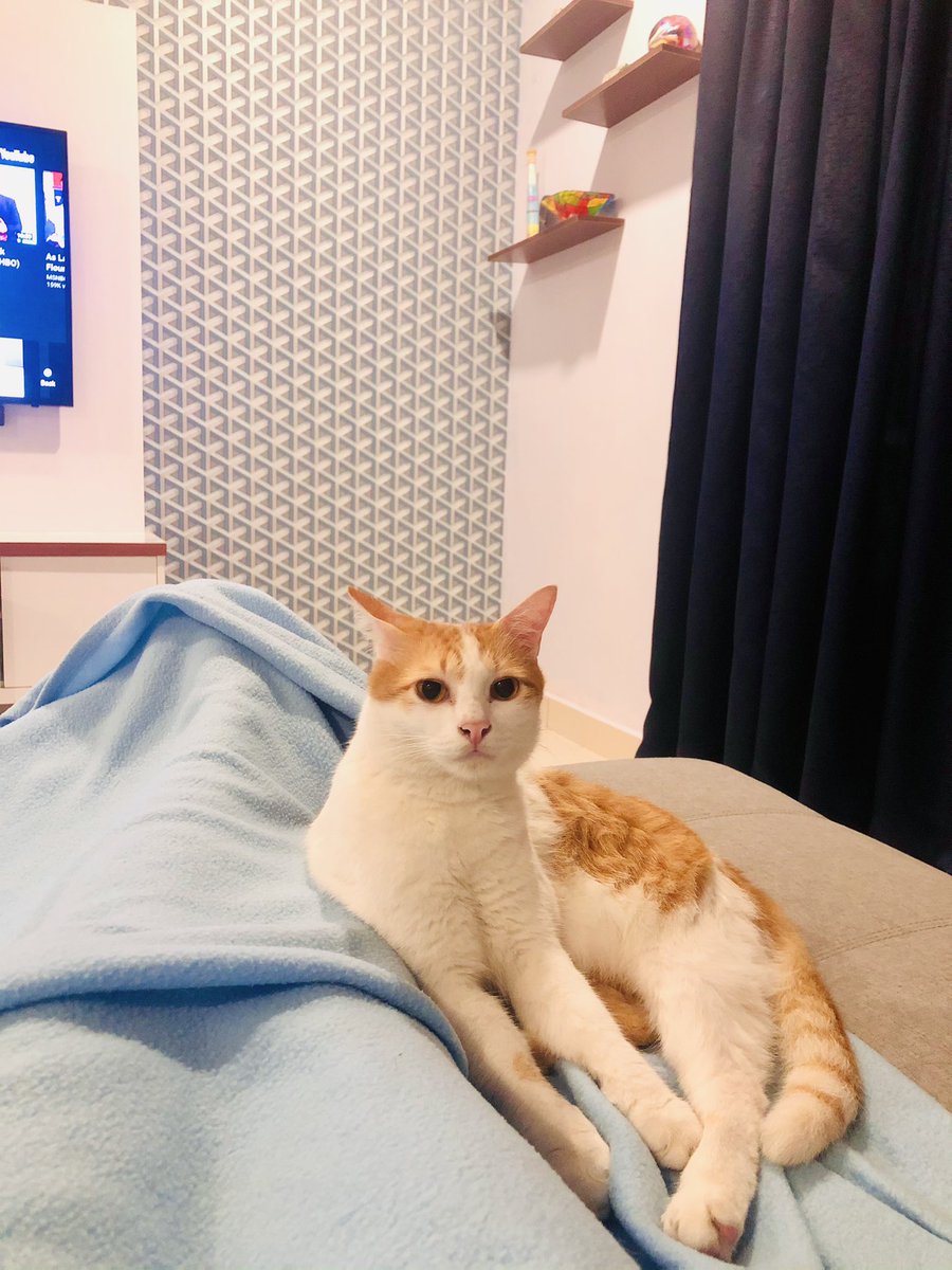 crazycatmakcik's tweet photo. My hencem boi Adek! 😍 #crazycatladyproblems https://t.co/4qHPbY1RfR